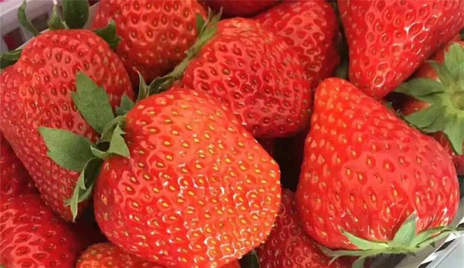 BBunion邯郸慧谷中心：草莓采摘小能手